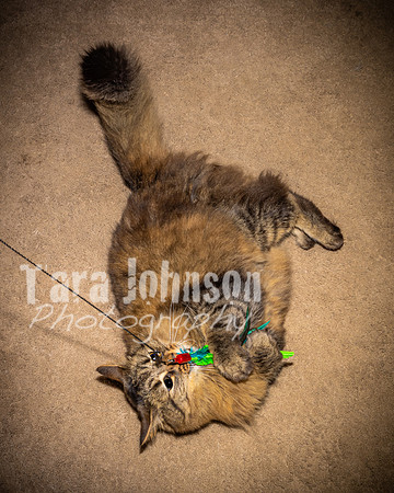Brittany & Cooper, Daisy & Penny - Color - TJP (15 of 21)