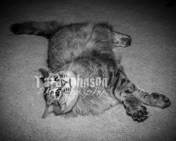 Brittany & Cooper, Daisy & Penny - BW - TJP (16 of 21)