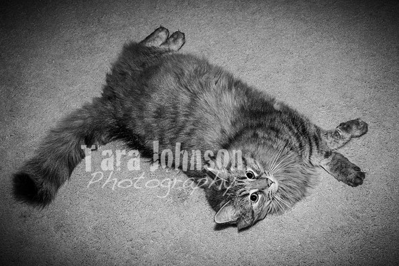 Brittany & Cooper, Daisy & Penny - BW - TJP (17 of 21)