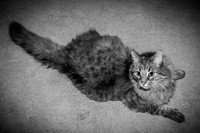 Brittany & Cooper, Daisy & Penny - BW - TJP (18 of 21)