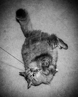 Brittany & Cooper, Daisy & Penny - BW - TJP (15 of 21)