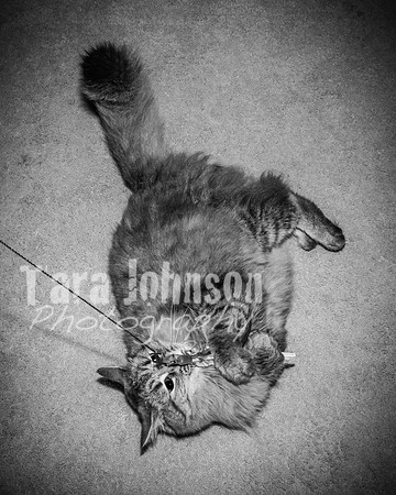 Brittany & Cooper, Daisy & Penny - BW - TJP (15 of 21)