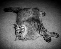 Brittany & Cooper, Daisy & Penny - BW - TJP (16 of 21)