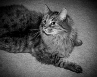 Brittany & Cooper, Daisy & Penny - BW - TJP (19 of 21)