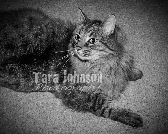 Brittany & Cooper, Daisy & Penny - BW - TJP (19 of 21)