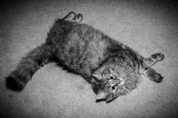 Brittany & Cooper, Daisy & Penny - BW - TJP (17 of 21)