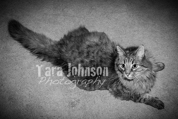 Brittany & Cooper, Daisy & Penny - BW - TJP (18 of 21)