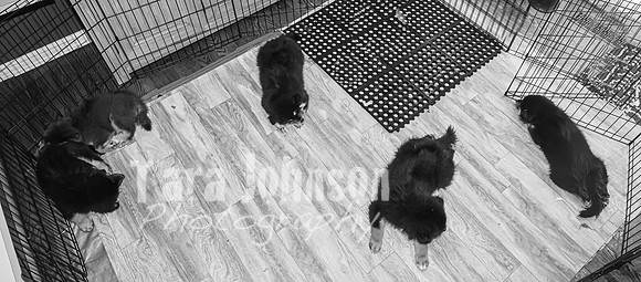 Bryde Family & Finish Lapphund Pups - BW - TJP (60 of 60)