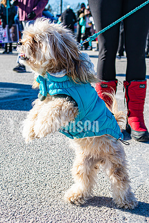 MLK Dog - TJP (6 of 11)