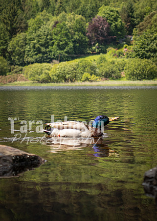 Glendalough Field Trip (59 of 117)