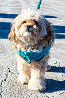 MLK Dog - TJP (8 of 11)