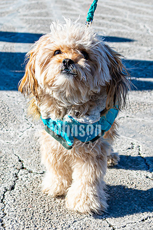 MLK Dog - TJP (8 of 11)