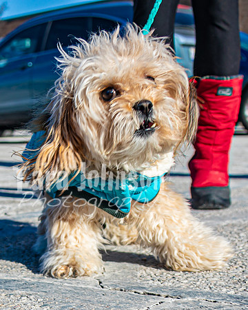 MLK Dog - TJP (3 of 11)
