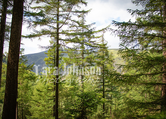 Glendalough Field Trip (74 of 117)
