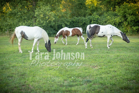 Leap of Faith Wedding Days - TJP (28 of 37)