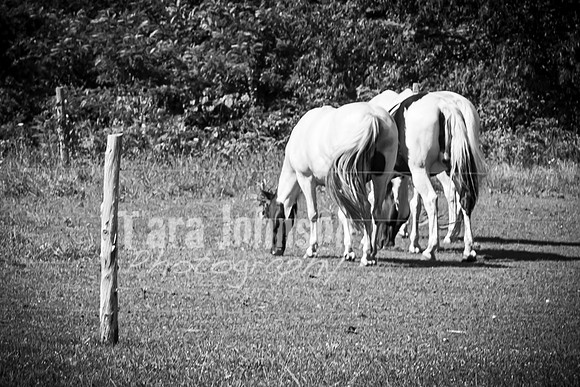 Shane & Amanda Konkol - BW - TJP (170 of 536)