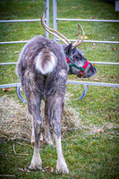 2024 OLS Christmas Tree Lighting - TJP (12 of 70)