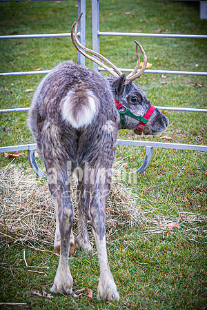 2024 OLS Christmas Tree Lighting - TJP (12 of 70)