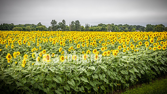 Sunflowers - TJP (1 of 29)