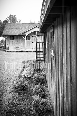 Yeskey Wedding - Complete - BW - TJP (73 of 736)