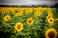 Sunflowers - TJP (15 of 29)