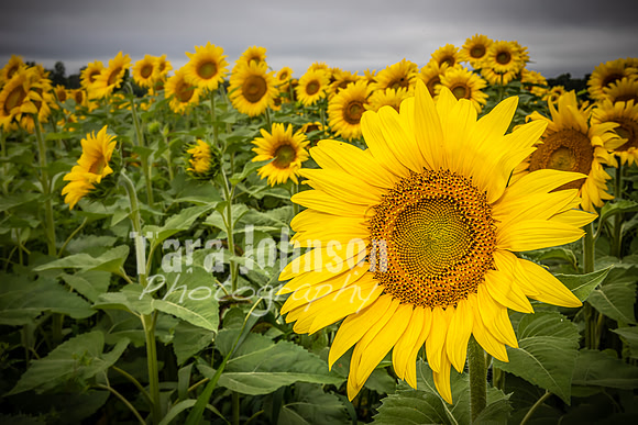 Sunflowers - TJP (17 of 29)