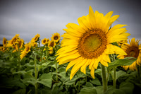 Sunflowers - TJP (18 of 29)