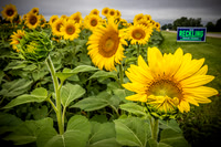 Sunflowers - TJP (19 of 29)
