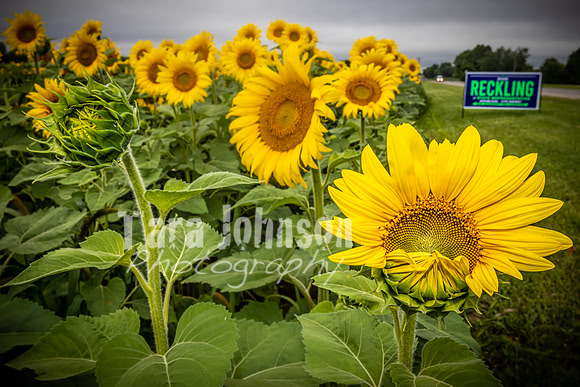 Sunflowers - TJP (19 of 29)