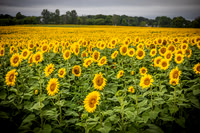 Sunflowers - TJP (21 of 29)