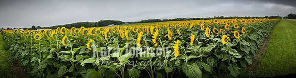 Sunflowers - TJP (25 of 29)