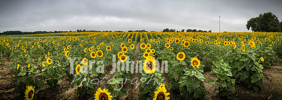 Sunflowers - TJP (26 of 29)
