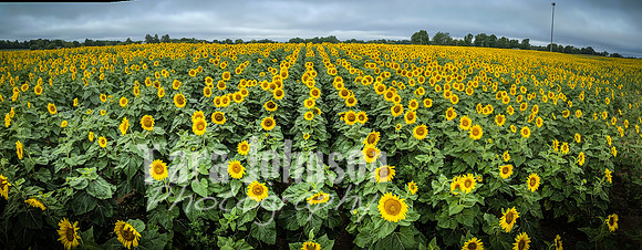 Sunflowers - TJP (27 of 29)