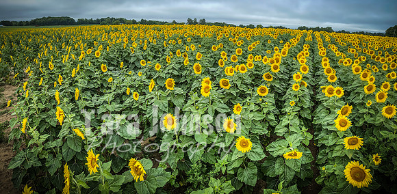 Sunflowers - TJP (28 of 29)