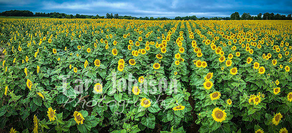 Sunflowers - TJP (29 of 29)