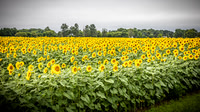 Sunflowers - TJP (1 of 29)