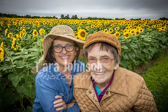 Sunflowers - TJP (5 of 29)