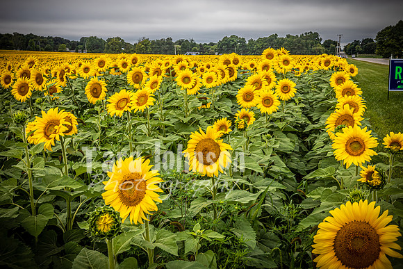Sunflowers - TJP (15 of 29)