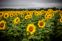 Sunflowers - TJP (16 of 29)