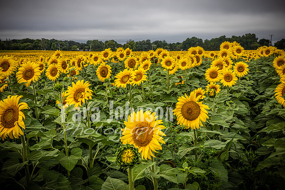 Sunflowers - TJP (16 of 29)