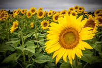 Sunflowers - TJP (17 of 29)