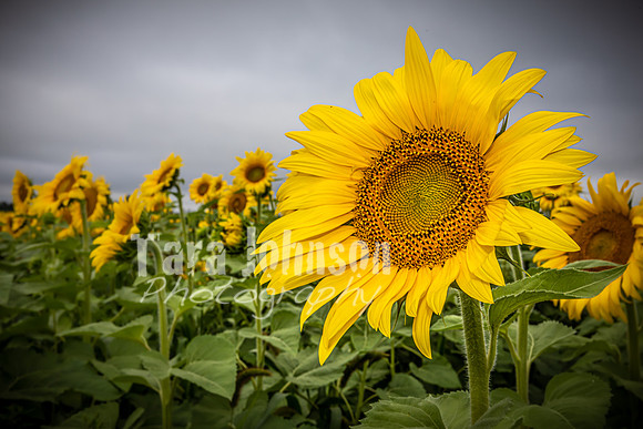 Sunflowers - TJP (18 of 29)