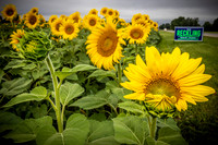 Sunflowers - TJP (19 of 29)