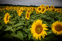 Sunflowers - TJP (20 of 29)
