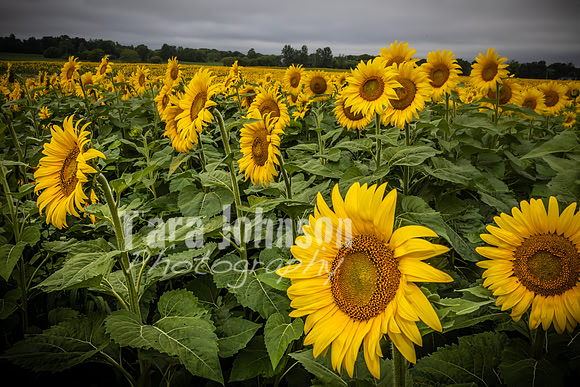 Sunflowers - TJP (20 of 29)