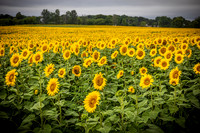 Sunflowers - TJP (21 of 29)