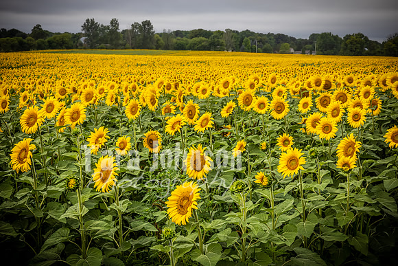 Sunflowers - TJP (21 of 29)
