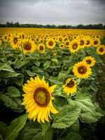 Sunflowers - TJP (22 of 29)
