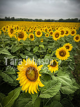Sunflowers - TJP (22 of 29)