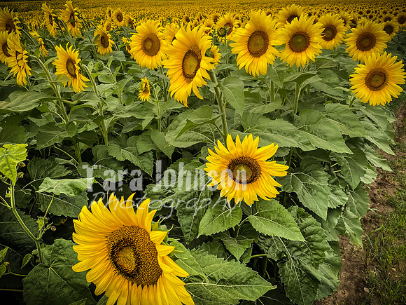 Sunflowers - TJP (23 of 29)